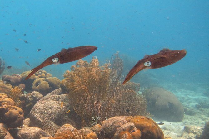 100% Private Charter Snorkel, Sail, Relax (Cruisers Friendly) - What the $450 Price Means