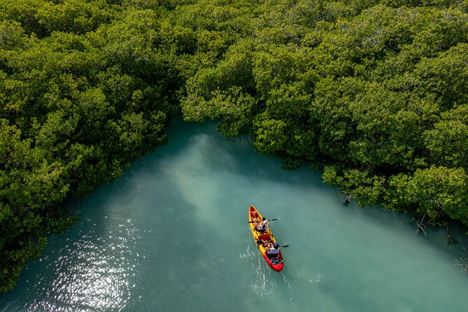 2 Hour Mangrove Kayak and Snorkel Tour - Watching for Turtles on the Return