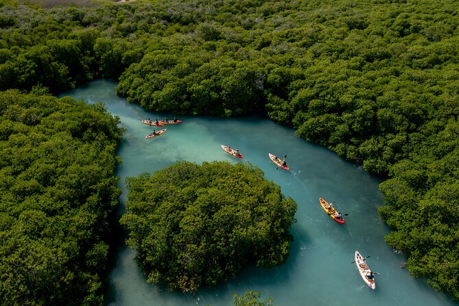 2 Hour Mangrove Kayak and Snorkel Tour - Starting at 140 Kaminda Lac