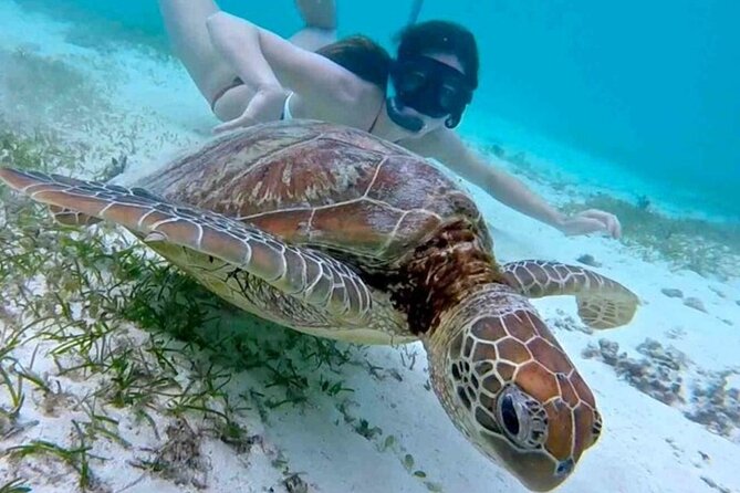 2 Hours Turtle Feeding, Shipwreck & Reef Snorkeling Tour Barbados - Snorkeling above the shipwreck and reef