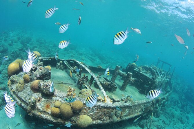 2 Tank Guided Dive half-day - A closer look at the underwater highlights