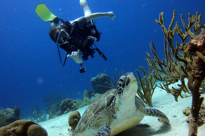 2 tank guided dive House Reef (Pierbaai Reef and Car Pile) - The pace of a four-hour outing