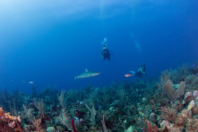 2-Tank Scuba Boat Trip in World-Class Sites @ Copamarina - The Wall: a serious edge for experienced scuba participants