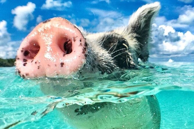 3 Islands Tour, Swim with Pigs, Turtles, Snorkelling & lunch - Key points before you book