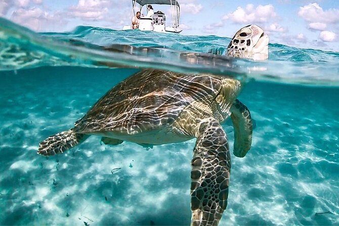 3 Islands Tour, Swim with Pigs, Turtles, Snorkelling & lunch - A busy half-day on New Providence Island