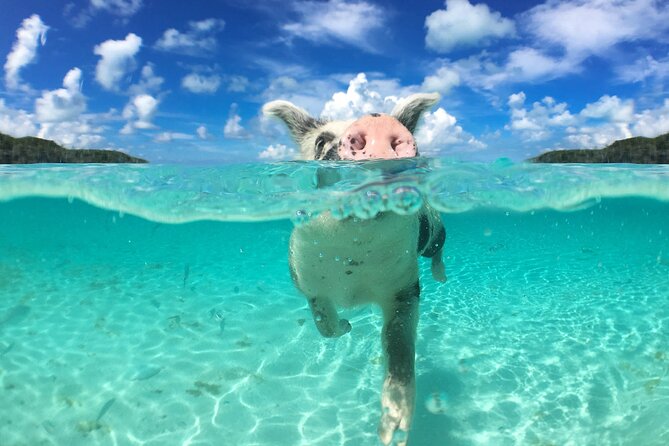3 Islands Tour, Swim with Pigs, Turtles, Snorkelling & lunch - Green Turtle Cay and the search for turtles