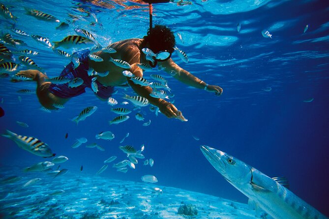 3 Islands Tour, Swim with Pigs, Turtles, Snorkelling & lunch - Lunch on the water and what is really included