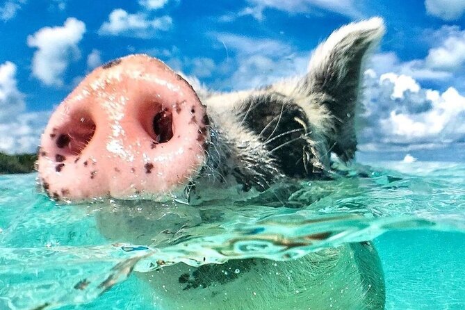 3 Islands Tour, Swim with Pigs, Turtles, Snorkelling & lunch - The crew can make or break the day