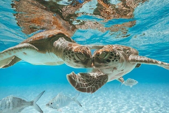 3 Islands Tour, Swim with Pigs, Turtles, Snorkelling & lunch - Pearl Island snorkeling and the question of visibility