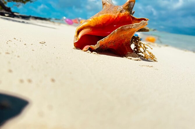 3HR Clear Kayak Mangrove and iguana island Tour in Leeward - How much value do you get for $155?