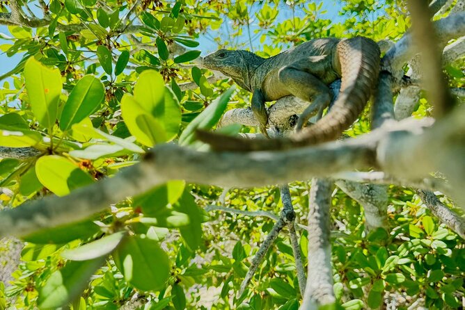 3HR Clear Kayak Mangrove and iguana island Tour in Leeward - Who should book this experience?