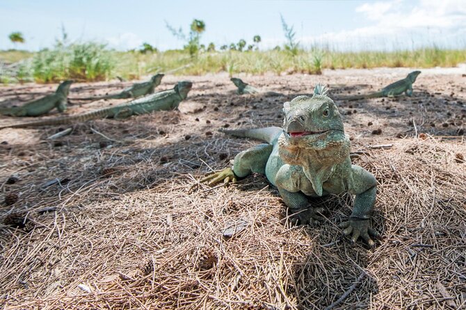 3HR Emerald reef snorkeling, iguana island and shipwreck tour - What $125 gets you, and what it does not