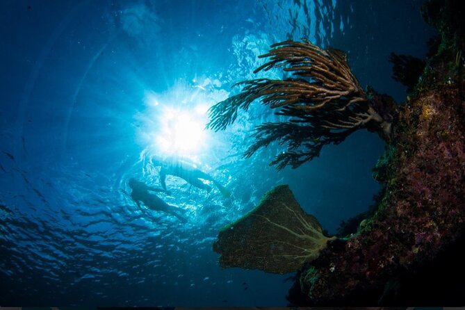 3HR Emerald reef snorkeling, iguana island and shipwreck tour - Who will get the most from this tour