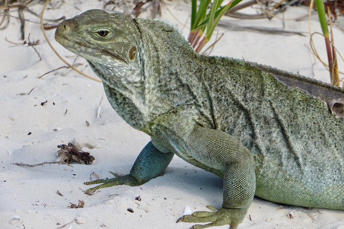 4-Hour Catamaran Sail and Snorkel Tour from Grace Bay - Snorkeling the reef in warm turquoise water