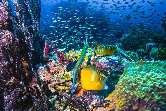 4-hour snorkel cruise to Underwater Sculptures with boat dogs - Who should book this Grenada cruise