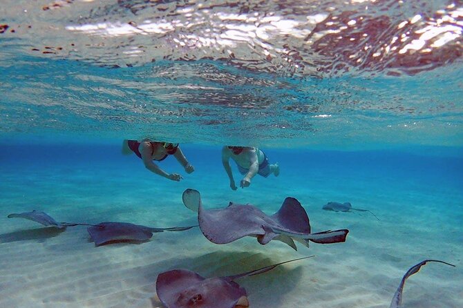 4-Stop Stingray, Snorkel, Star Fish & 7 Mile Beach (Family Owned) - Key points at a glance