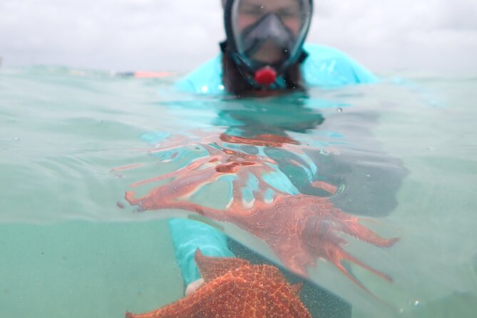 4-Stop Stingray, Snorkel, Star Fish & 7 Mile Beach (Family Owned) - Stingray City, where the water comes alive