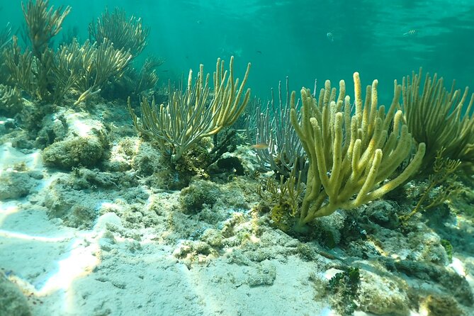 4-Stop Stingray, Snorkel, Star Fish & 7 Mile Beach (Family Owned) - Coral Gardens and the Barrier Reef