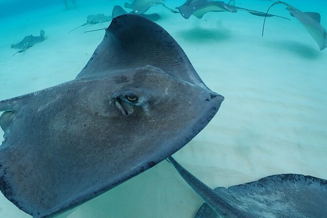 4-Stop Stingray, Snorkel, Star Fish & 7 Mile Beach (Family Owned) - A family-run boat with a personal feel