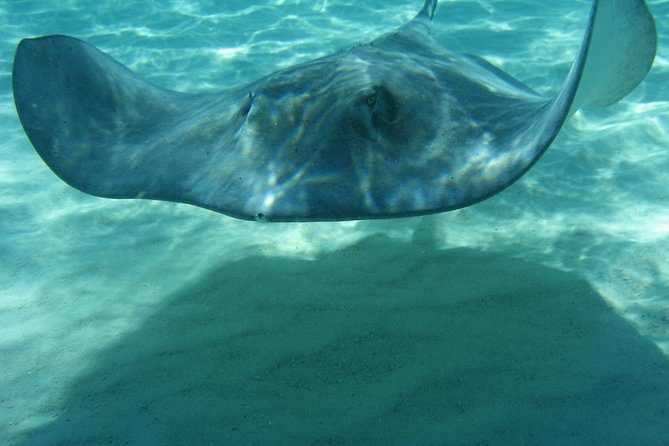 4-Stop Stingray, Snorkel, Star Fish & 7 Mile Beach (Family Owned) - Weather, comfort, and what to pack