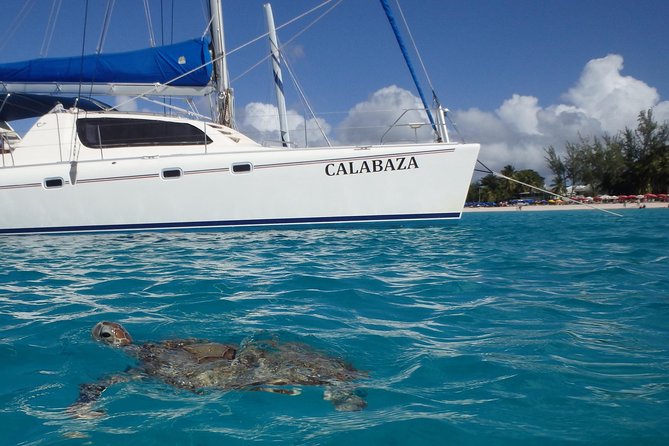 5-Hour Small-Group Catamaran Cruise from Bridgetown with Lunch - The first water stop: swimming with turtles
