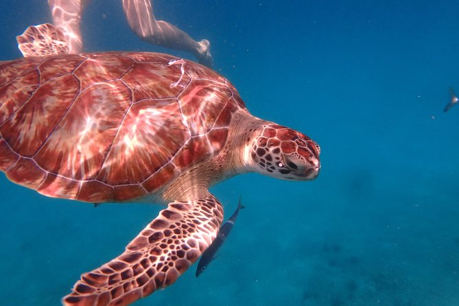 5-Hour Small-Group Catamaran Cruise from Bridgetown with Lunch - Food, drinks, and a proper break from the water