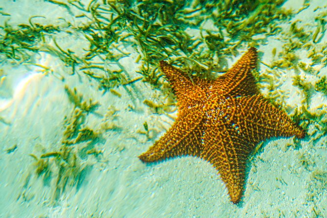 6 Hour Private Saona Island Tour with Snorkeling - Through the mangroves in search of turtles