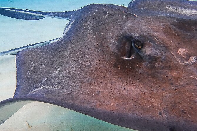 Acquarius Stingray City and Snorkel Tours - Crew service and family appeal