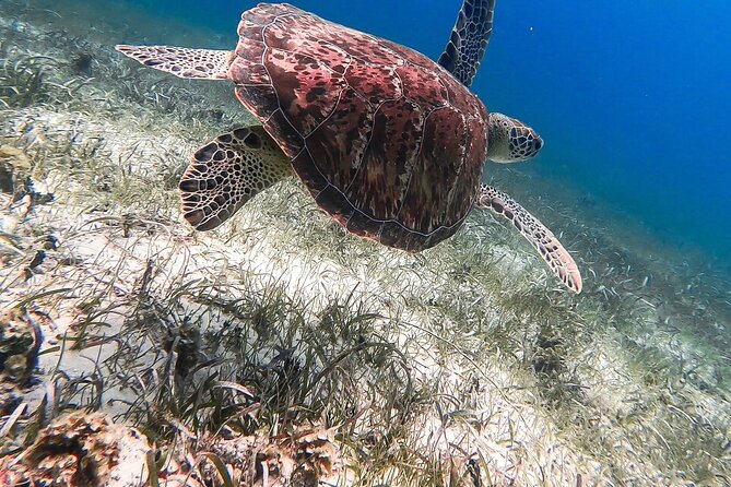 Acquarius Stingray City and Snorkel Tours - Price, crowds, and overall value