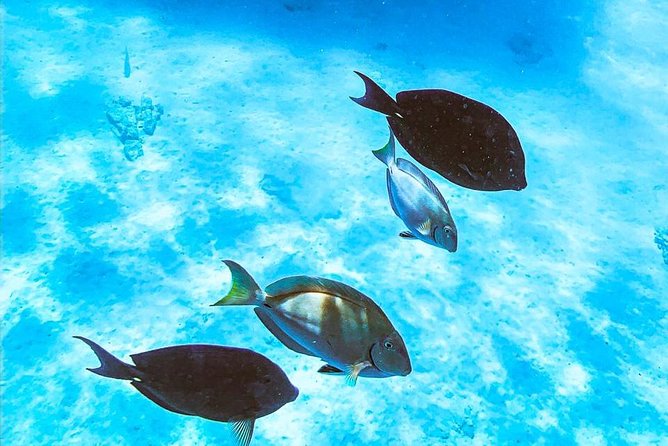 Adults Only Catalina Bay Small Group Snorkel & Sunset Sail - Should you book the Catalina Bay sunset sail?