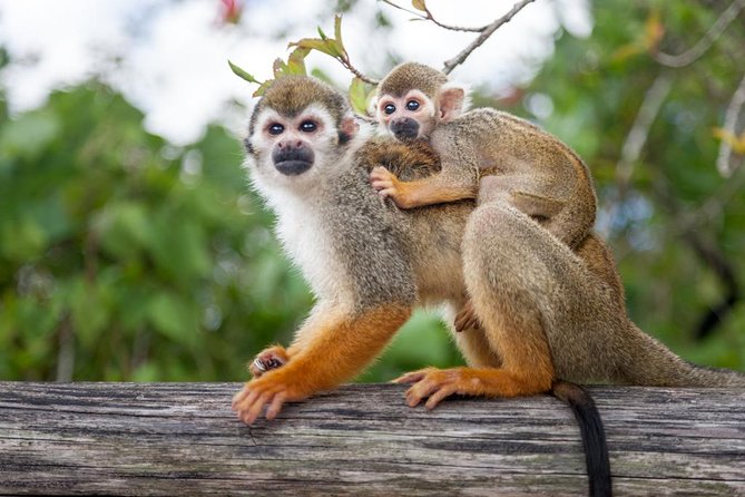 Adventure Bundle: Monkeyland, Ziplines & Buggies Punta Cana - The real price of this long day