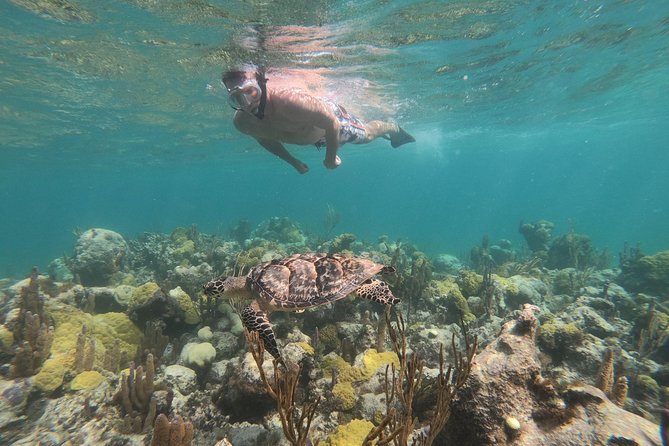 Afternoon Half Day Cruise from Providenciales with Snorkeling and Iguana Island - What this Providenciales cruise actually packs into four hours