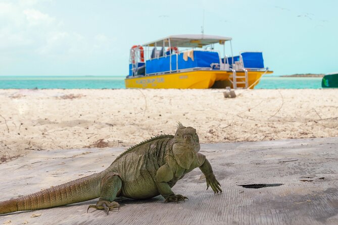 Afternoon Half Day Cruise from Providenciales with Snorkeling and Iguana Island - Starting from Grace Bay at 1:30 pm