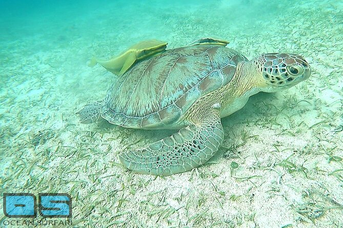Afternoon Snorkel, Pizza & Sunset Tour departing from St. Thomas & St. John - Christmas Cove pizza and the open bar
