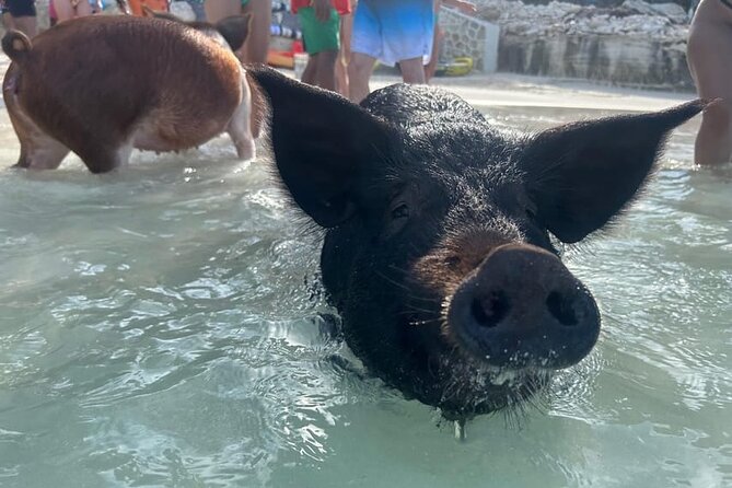 All Inclusive Pig Encounter, Snorkeling, Turtles, Lunch & Beach - A fast ride from Paradise Island to Rose Island