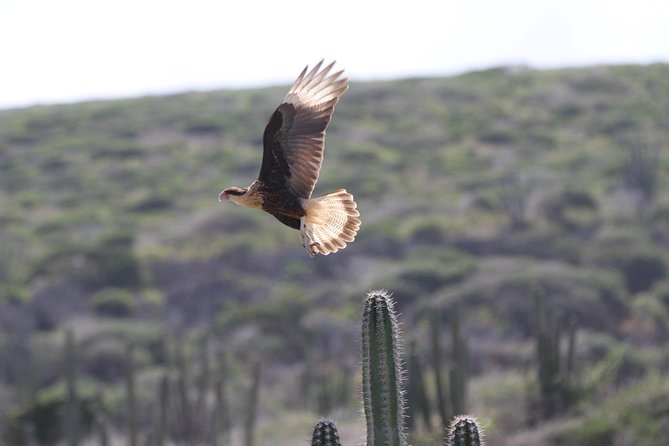 Arikok Adventurous Hiking Experience in Aruba - Prepare for heat, dust, and changing conditions