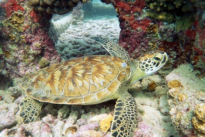 Aruba 2-Tank Dive Excursion for Certified Divers - Boat comfort, equipment, and one important caution
