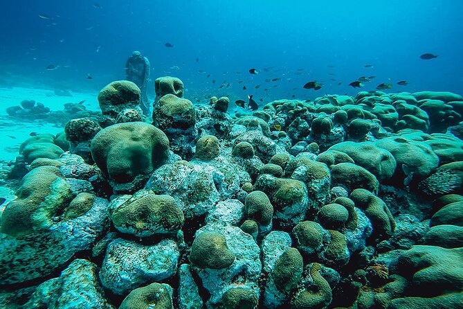 Aruba 2-Tank Dive Excursion for Certified Divers - Booking, cancellation, and practical details