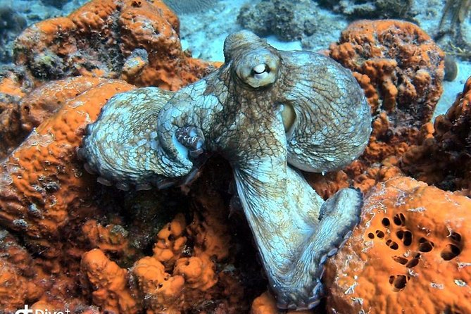 Aruba 2-Tank guided Dive for certified divers / own equipment - Booking details worth handling early