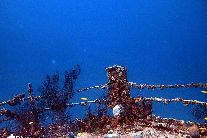 Aruba 2-Tank Guided Dive for Certified Divers / rental equipment - Starting at 8:30 a.m. in Oranjestad