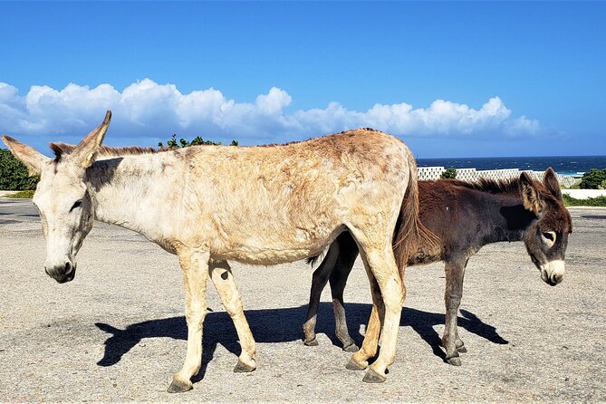 Aruba Baby Beach Express Tour - Who should book this experience