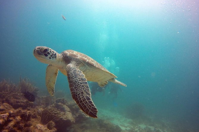 Aruba Certified Scuba Diving - What the three-hour schedule feels like