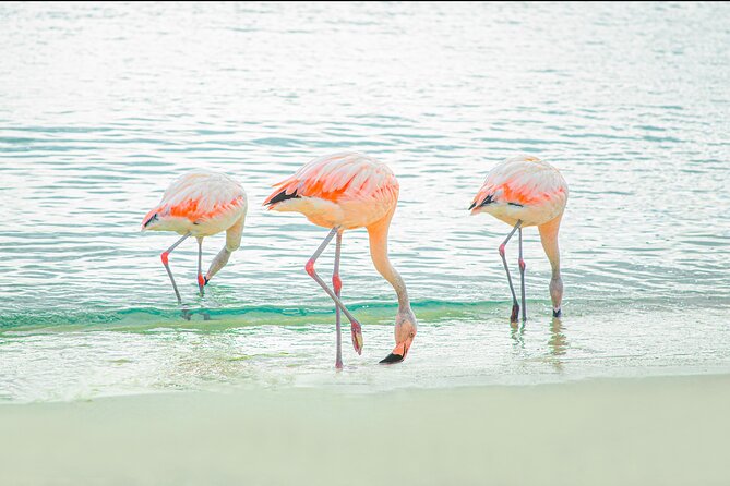 Aruba De Palm Island All-Inclusive Day Trip with Transport - Food, snacks, and the open bar