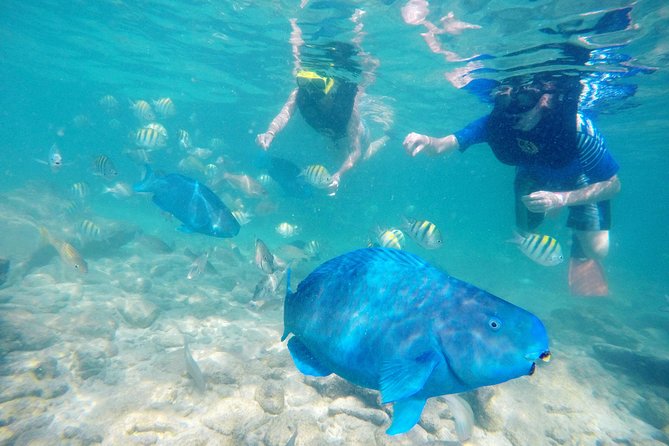 Aruba De Palm Island All-Inclusive Day Trip with Transport - Flamingos and premium seating cost extra