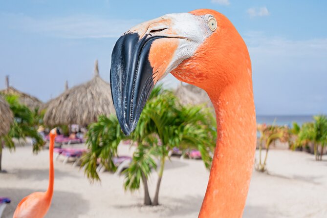 Aruba De Palm Island All-Inclusive Day Trip with Transport - Six hours can pass quickly, but leaving early is not simple