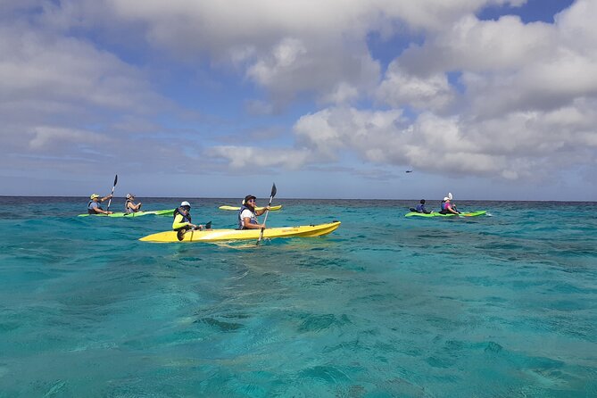 Aruba Glass Bottom Kayak Tour through the Mangrove Forest - What this Aruba kayak tour is really like