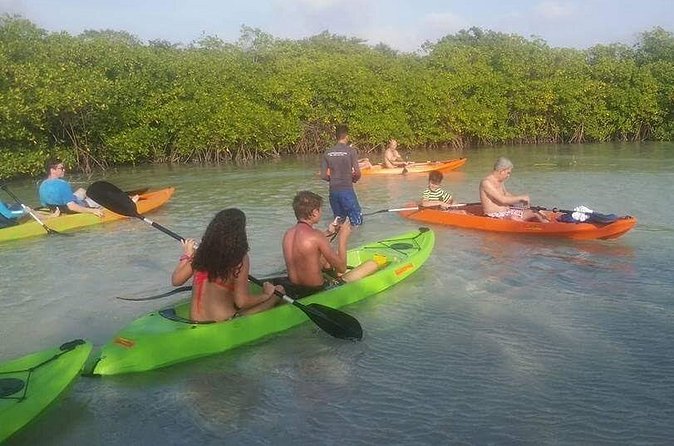 Aruba Glass Bottom Kayak Tour through the Mangrove Forest - Santo Largo and the island’s largest mangroves