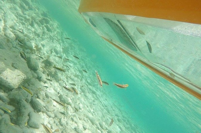 Aruba Glass Bottom Kayak Tour through the Mangrove Forest - How clear is the glass-bottom kayak?