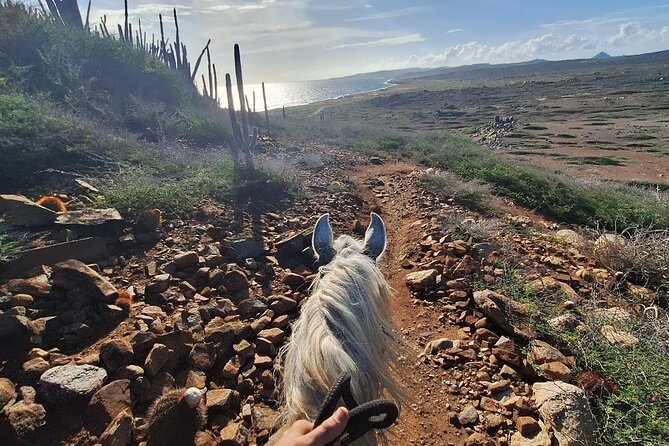 Aruba Horseback Riding Tour to Hidden Lagoon - The Cunucu trail and its cactus scenery