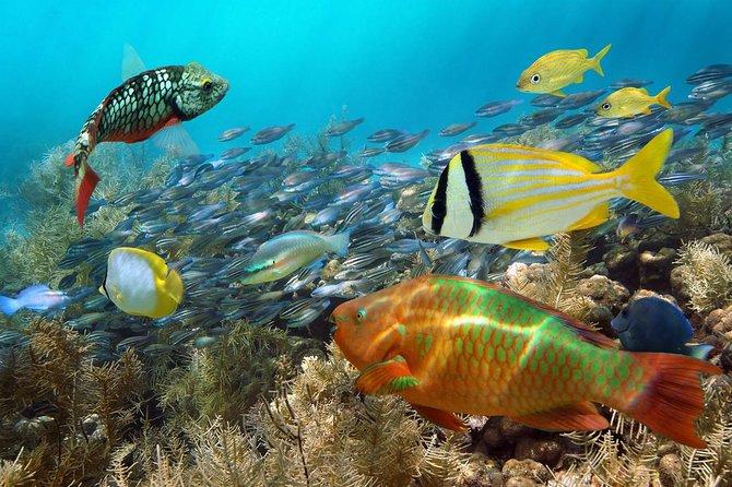 Aruba Mangel Halto and Baby Beach Snorkeling Guided Tour - Who should book this beach outing